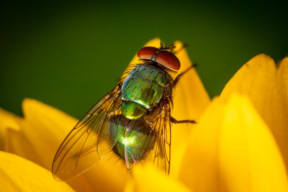 May 29, 2024 – Issue No. 285
– Issue No. 285: “Common European Greenbottle Fly“ Common European Greenbottle Fly