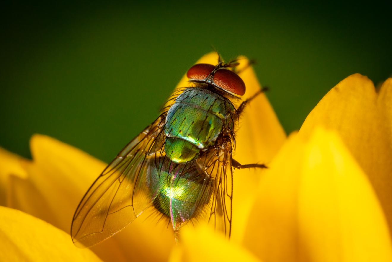 Common European Greenbottle Fly – No. 2
