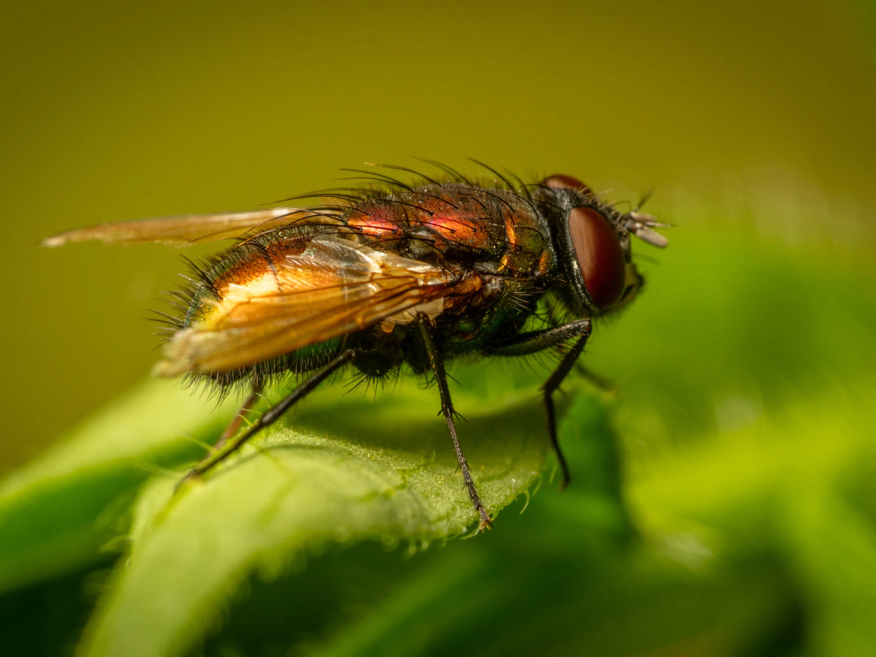 Mosca verde metálica