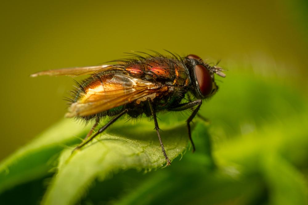 April 9, 2024 – Issue No. 235
– Issue No. 235: “Common European Greenbottle Fly“ Common European Greenbottle Fly