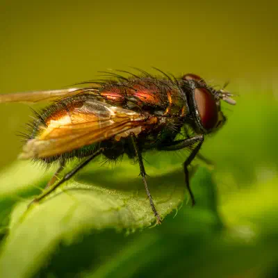 Mosca verde metálica