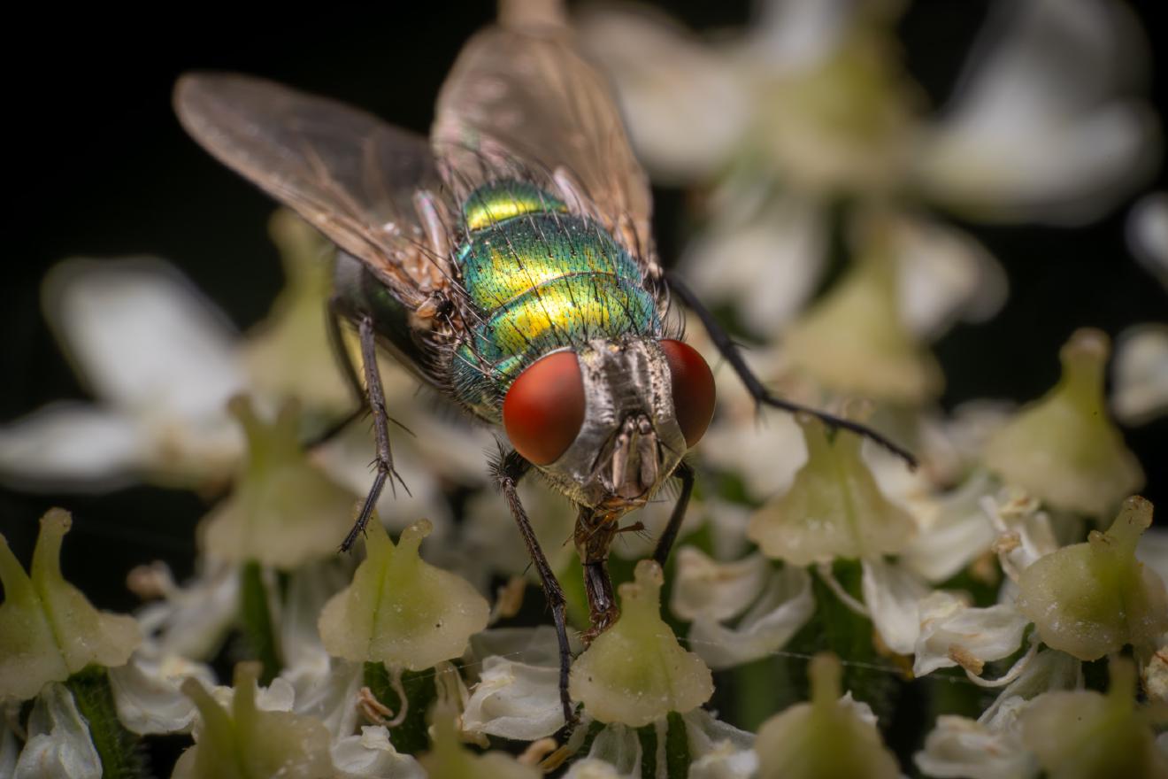 Common European Greenbottle Fly – No. 4