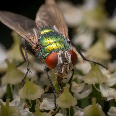 Mosca verde metálica