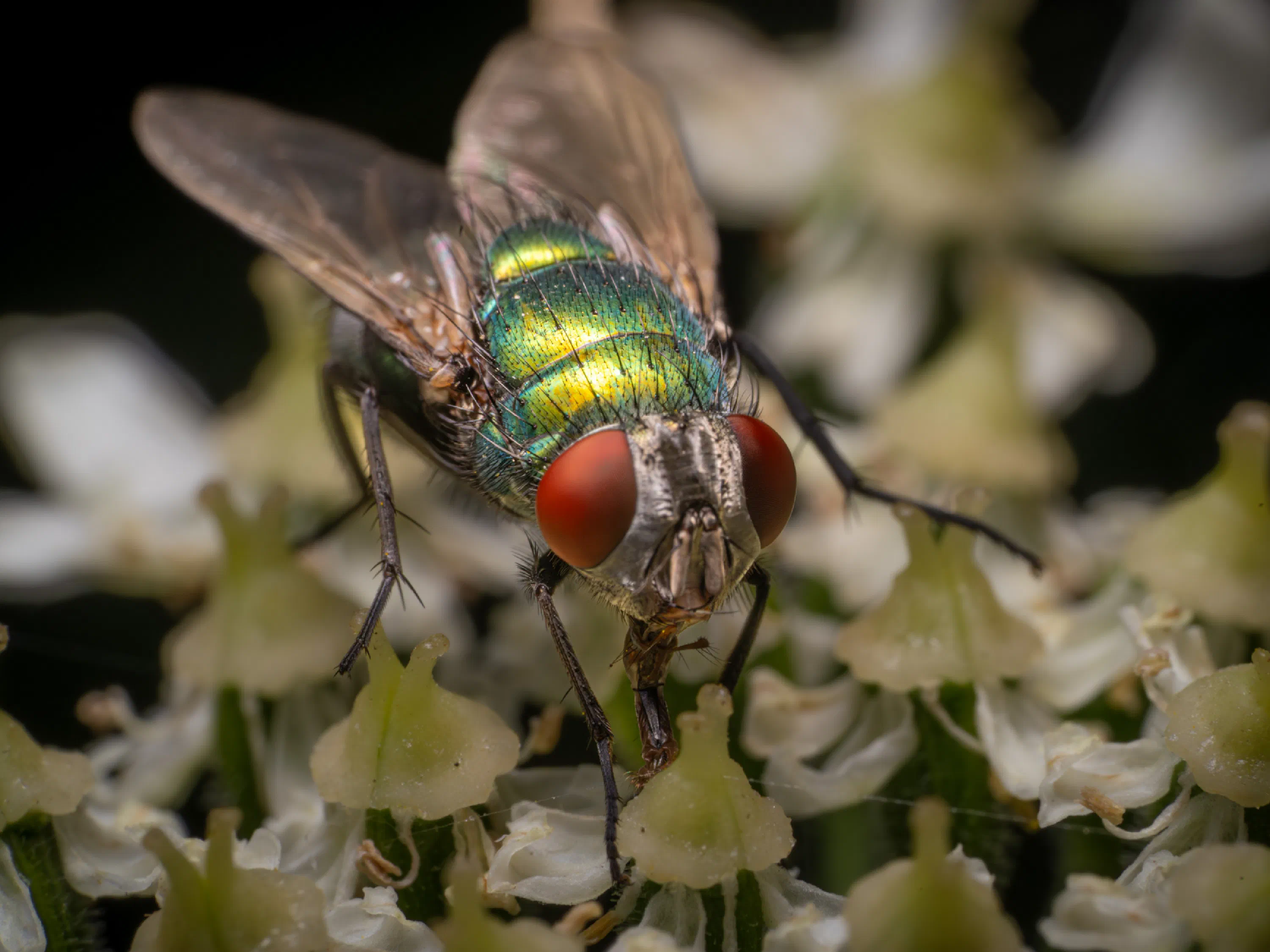 Mosca verde metálica