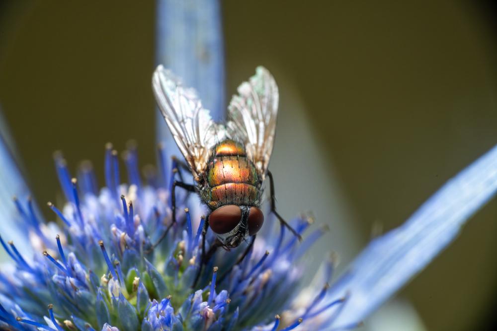 October 6, 2024 – Issue No. 415
– Issue No. 415: “Common European Greenbottle Fly“ Common European Greenbottle Fly