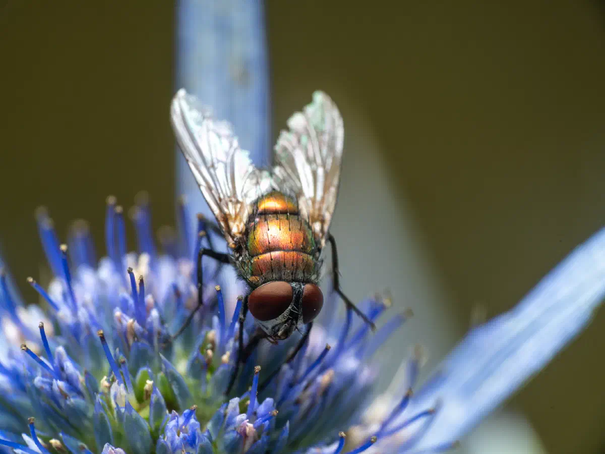 Common European Greenbottle Fly