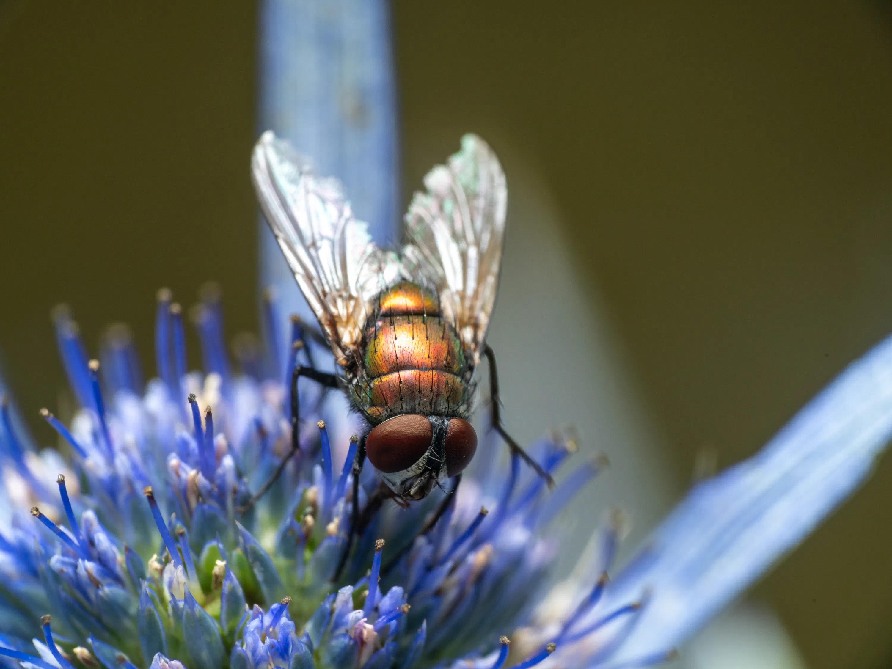 Mosca verde metálica