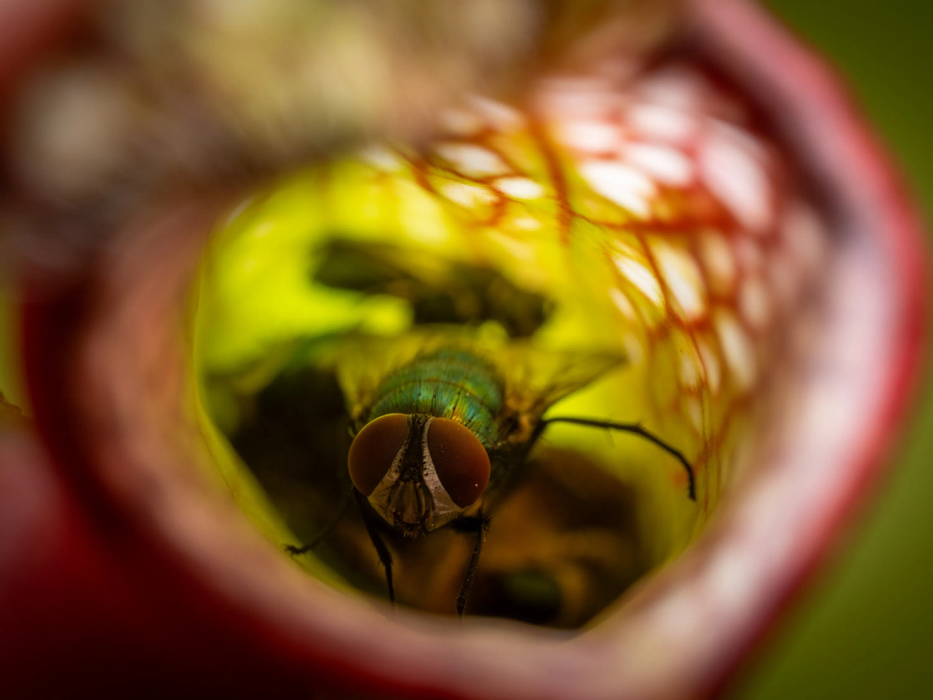 Mosca verde metálica