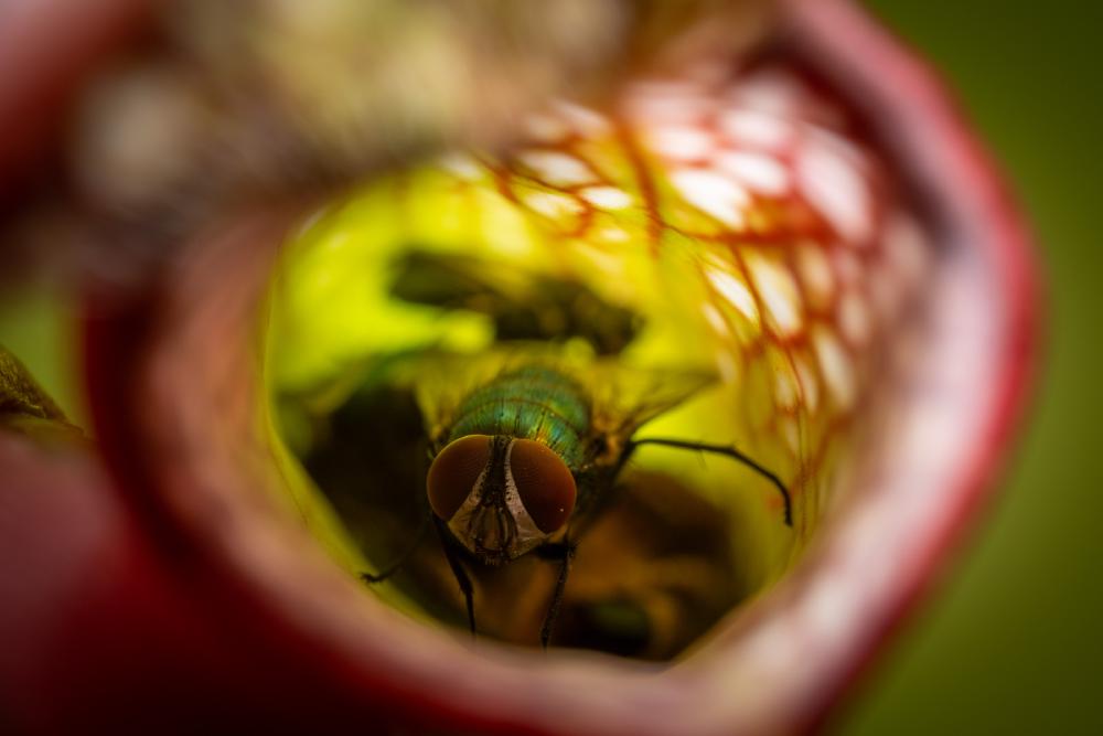 January 7, 2024 – Issue No. 142
– Issue No. 142: “Common European Greenbottle Fly“ Common European Greenbottle Fly