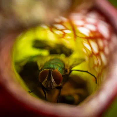 Mosca verde metálica