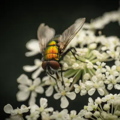Mosca verde metálica