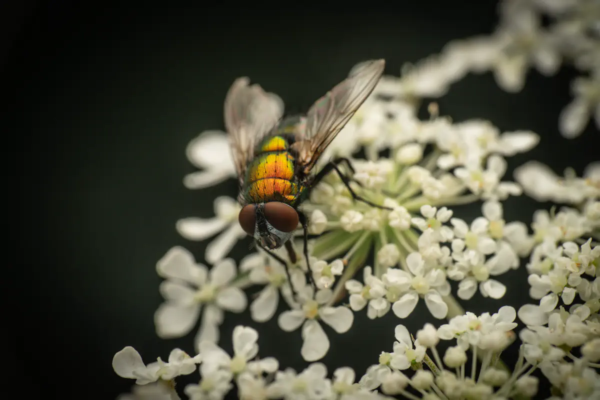 Common European Greenbottle Fly – No. 7