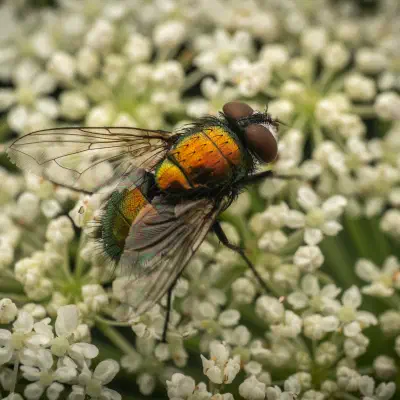 Mosca verde metálica