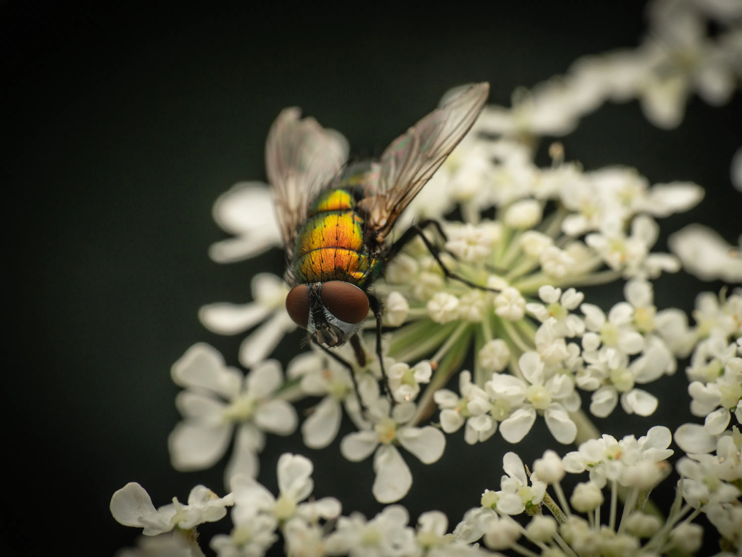 Mosca verde metálica