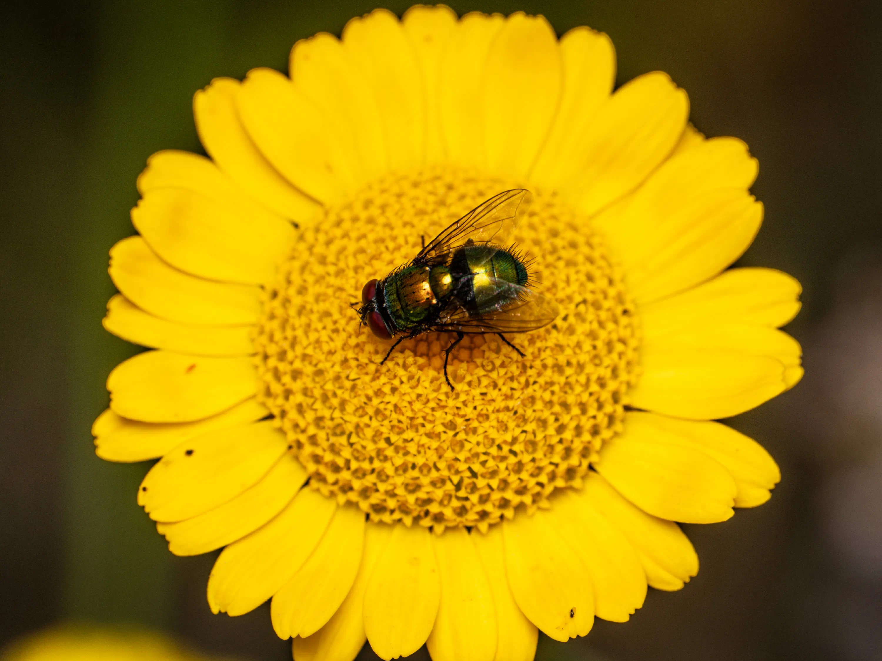 Mosca verde metálica