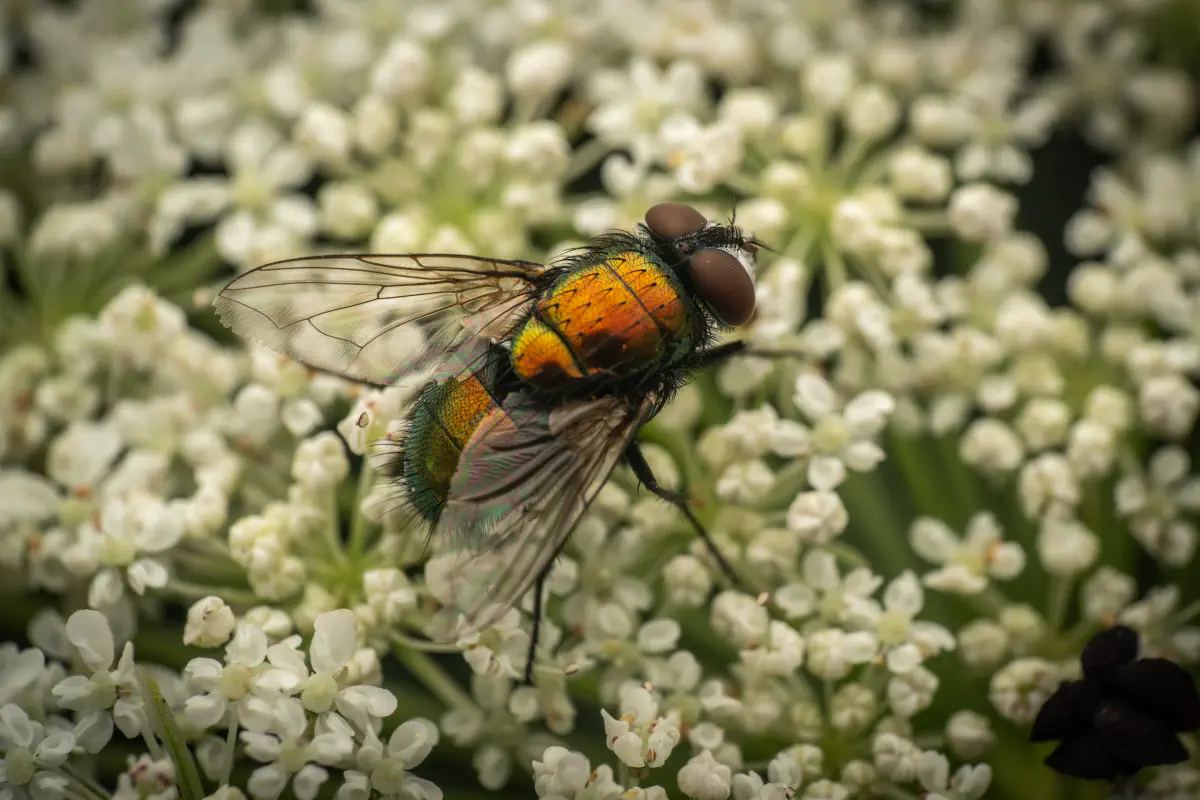 Common European Greenbottle Fly – No. 8