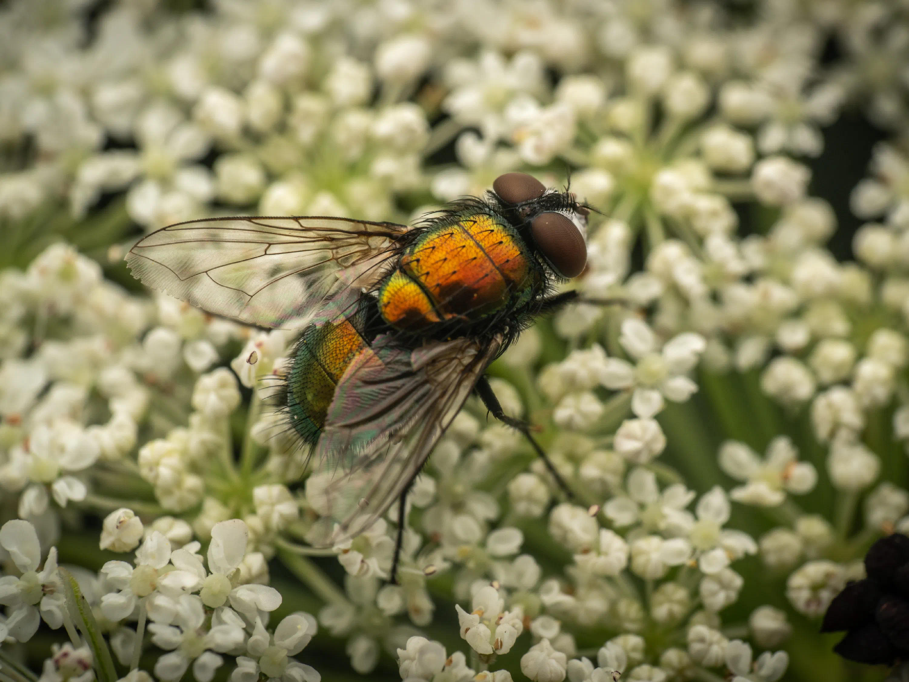 Mosca verde metálica
