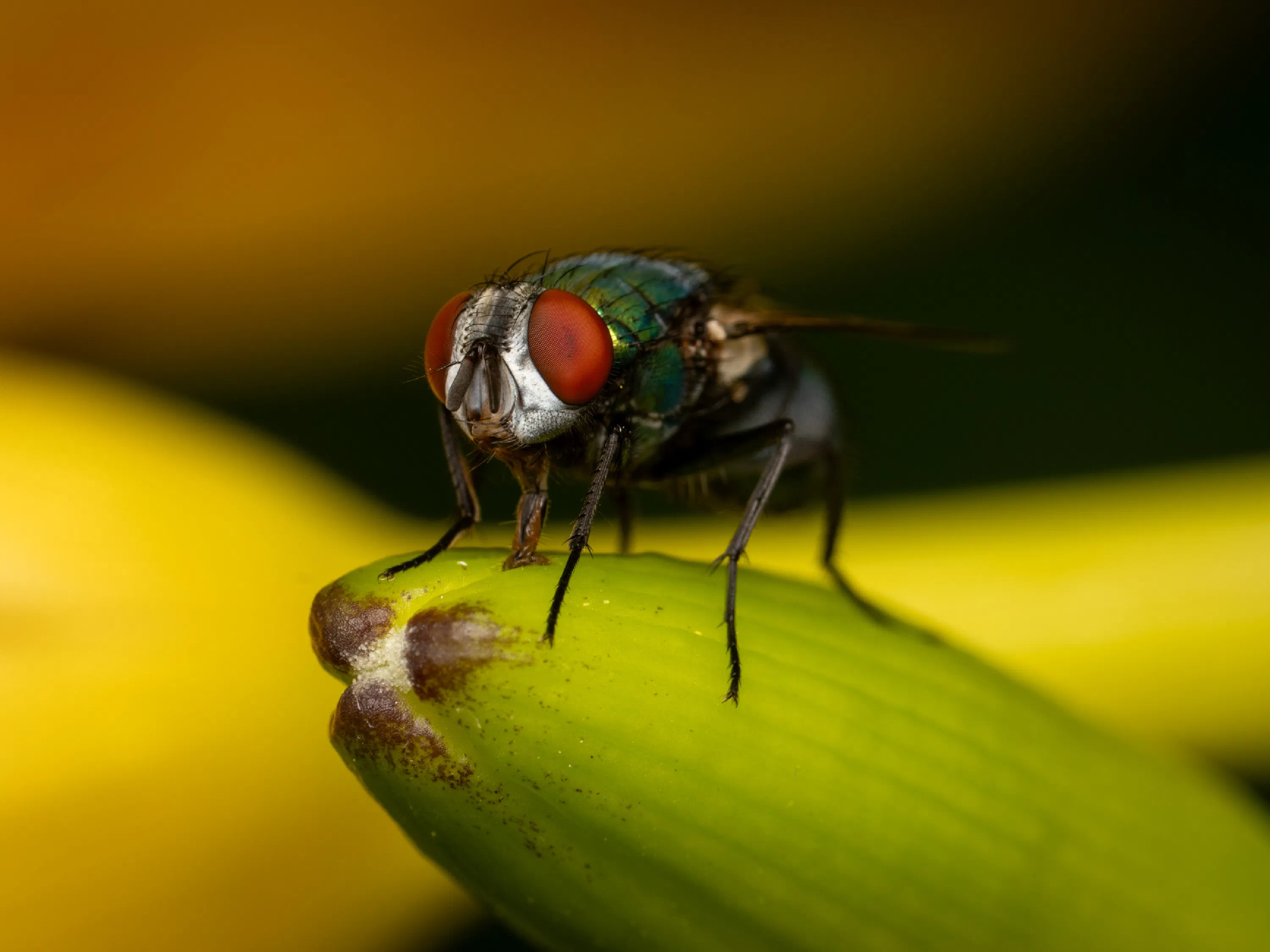 Mosca verde metálica