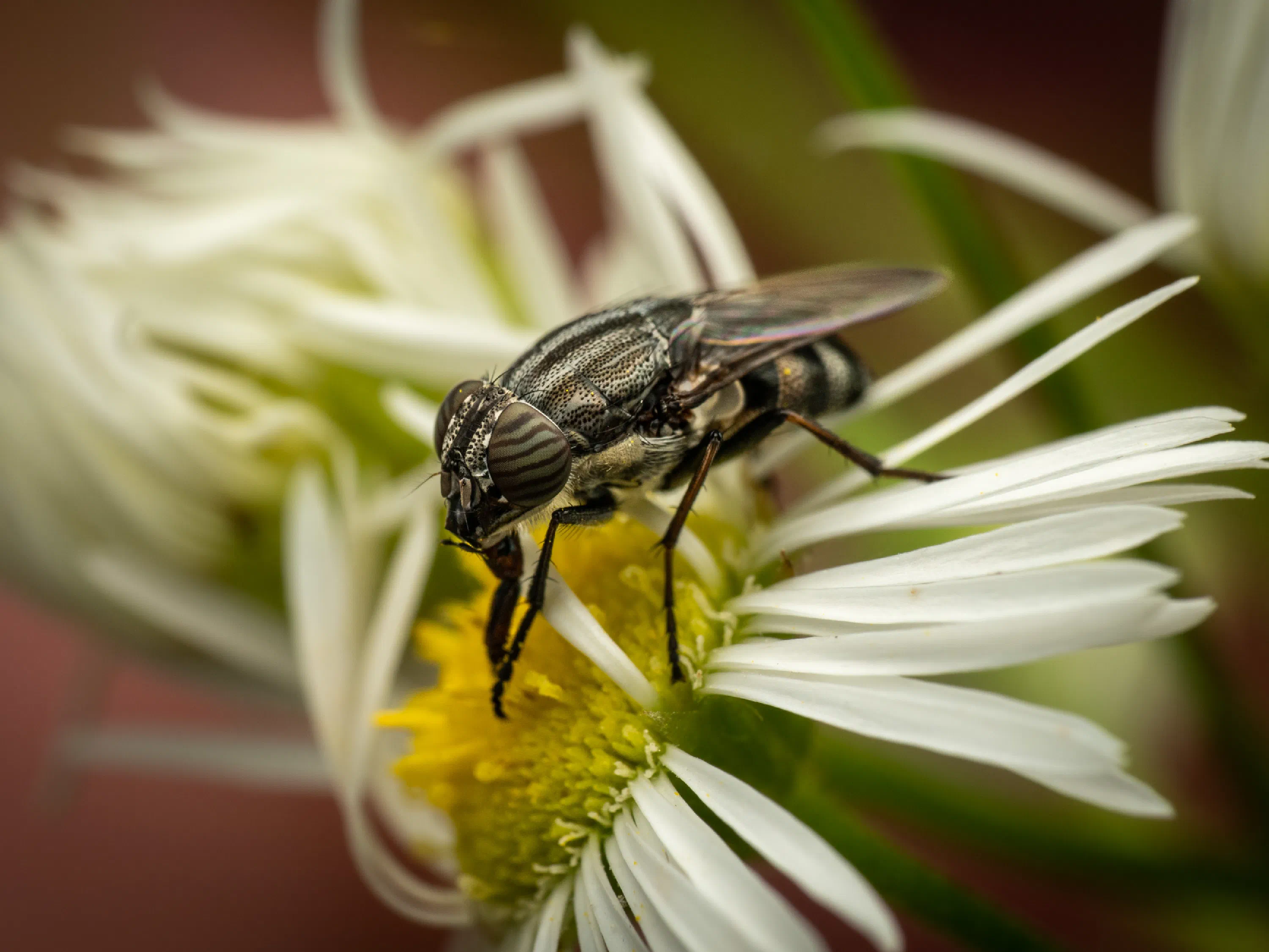 Stomorhina lunata