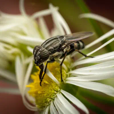 Locust Blowfly