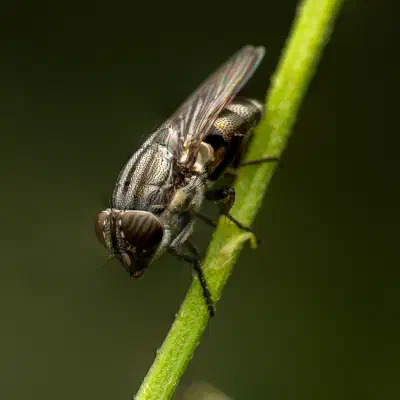 Locust Blowfly