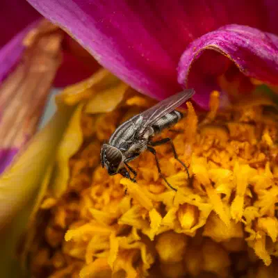 Locust Blowfly