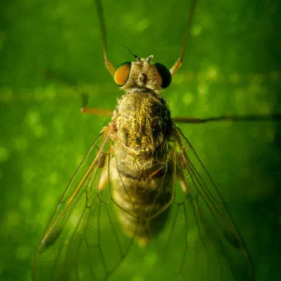 Tree Snipefly