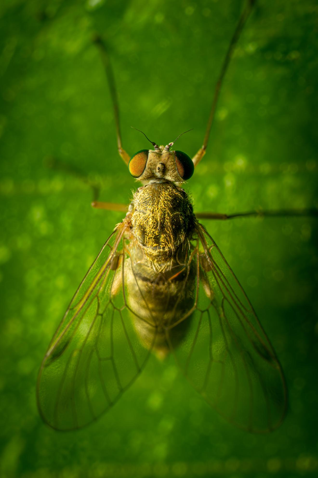 Tree Snipefly – No. 1
