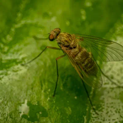 Tree Snipefly