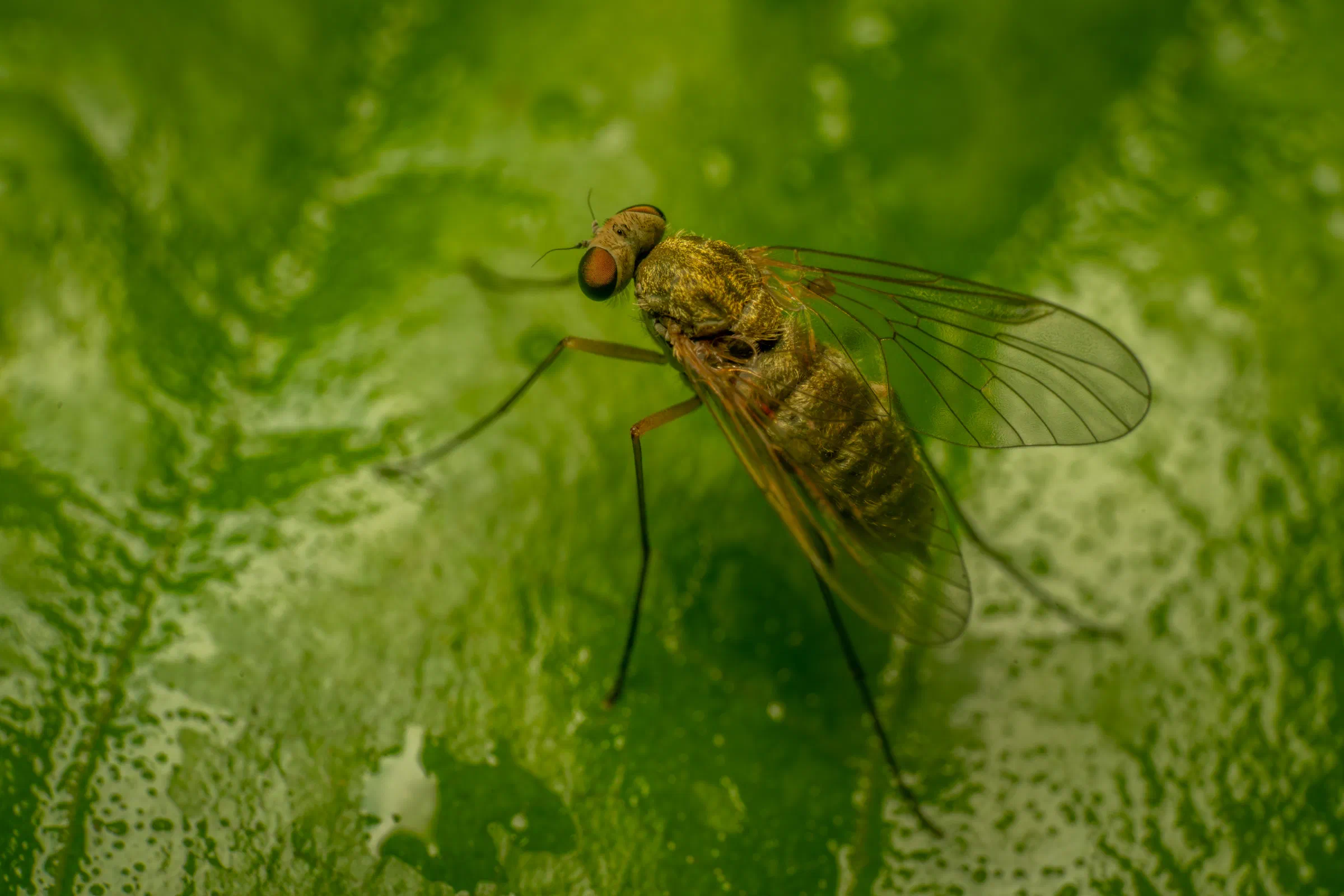 Baum-Schnepfenfliege