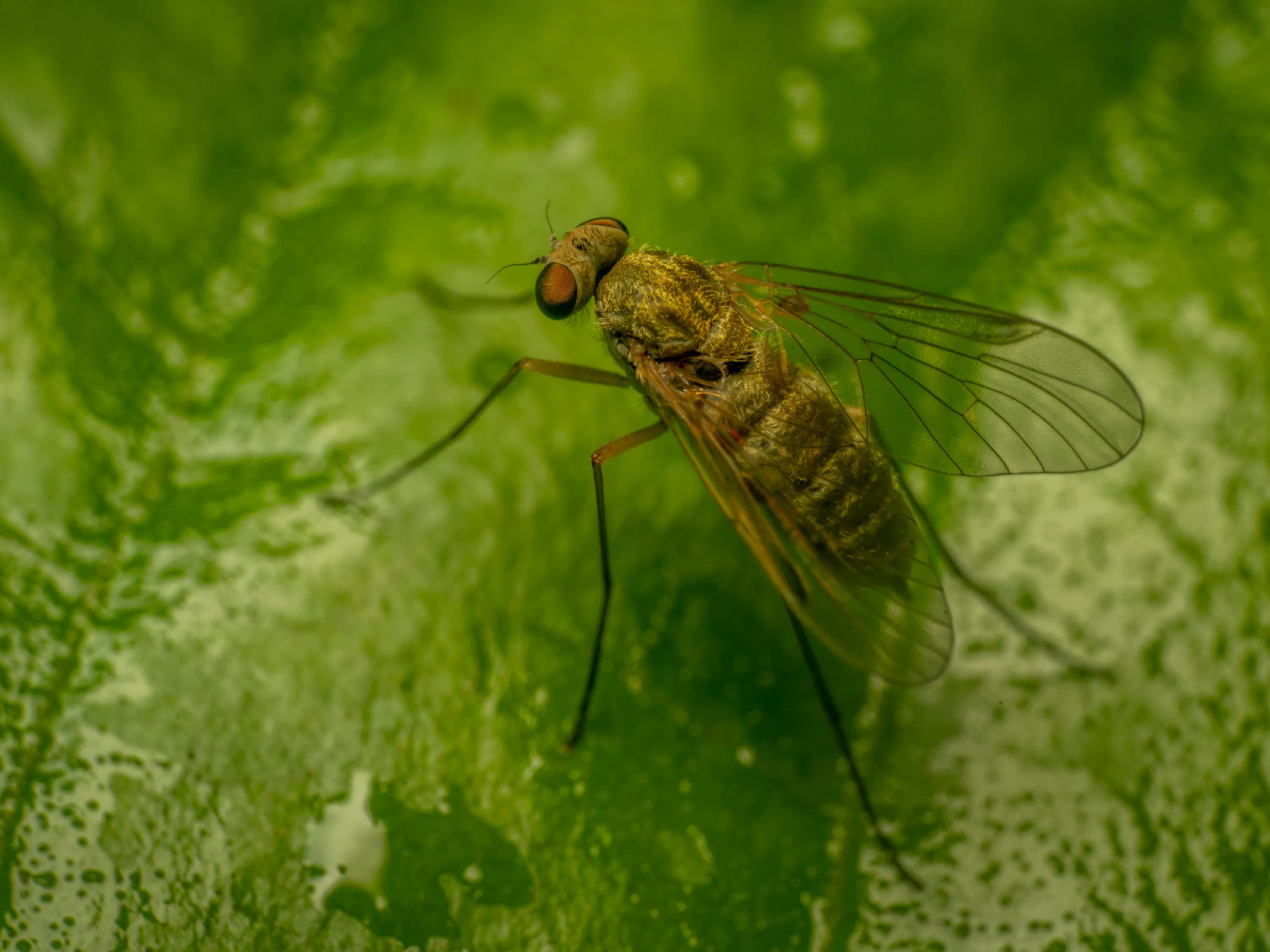 Tree Snipefly