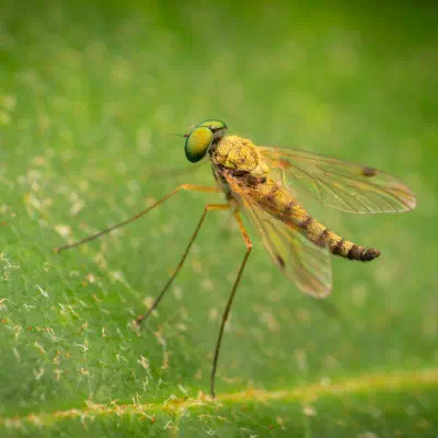 Schnepfenfliegen