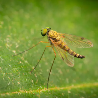 Little Snipefly