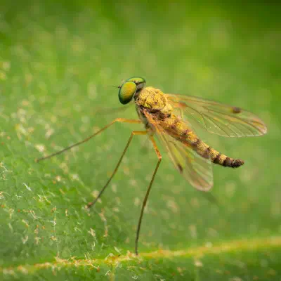 Chrysopilus asiliformis