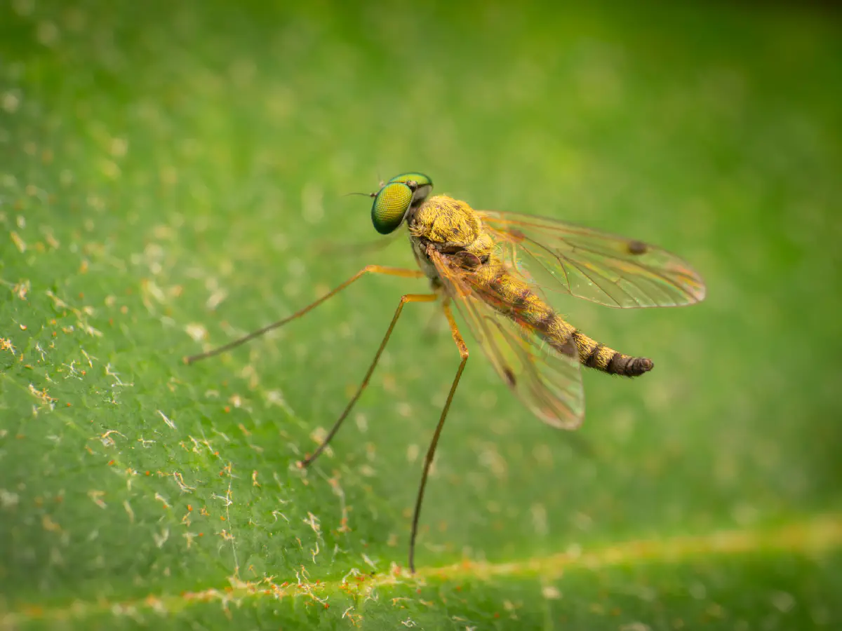 Chrysopilus asiliformis