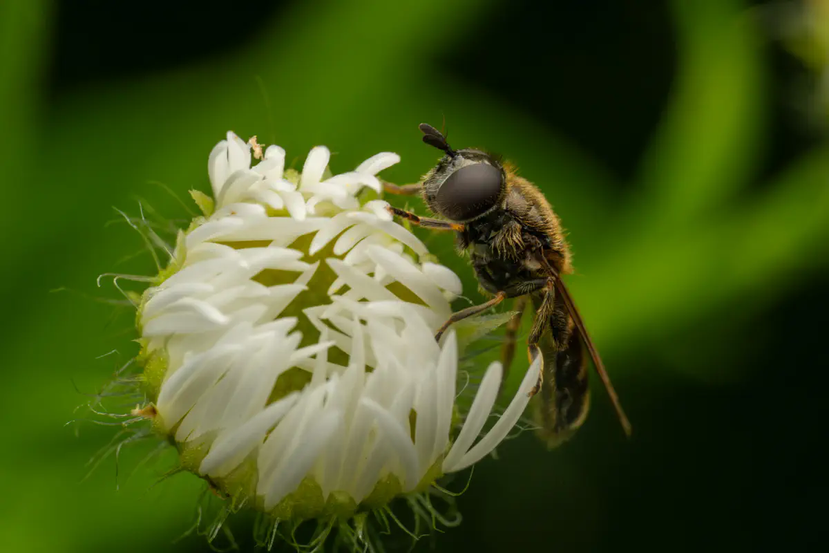 Schwebfliegen