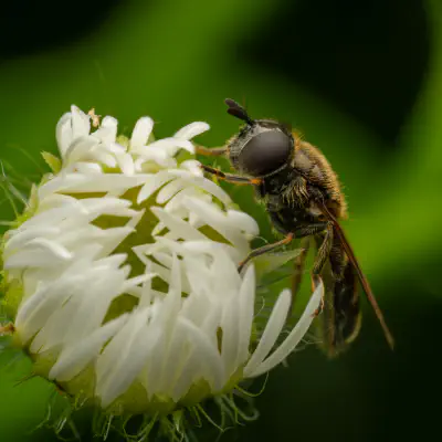 Schwebfliegen