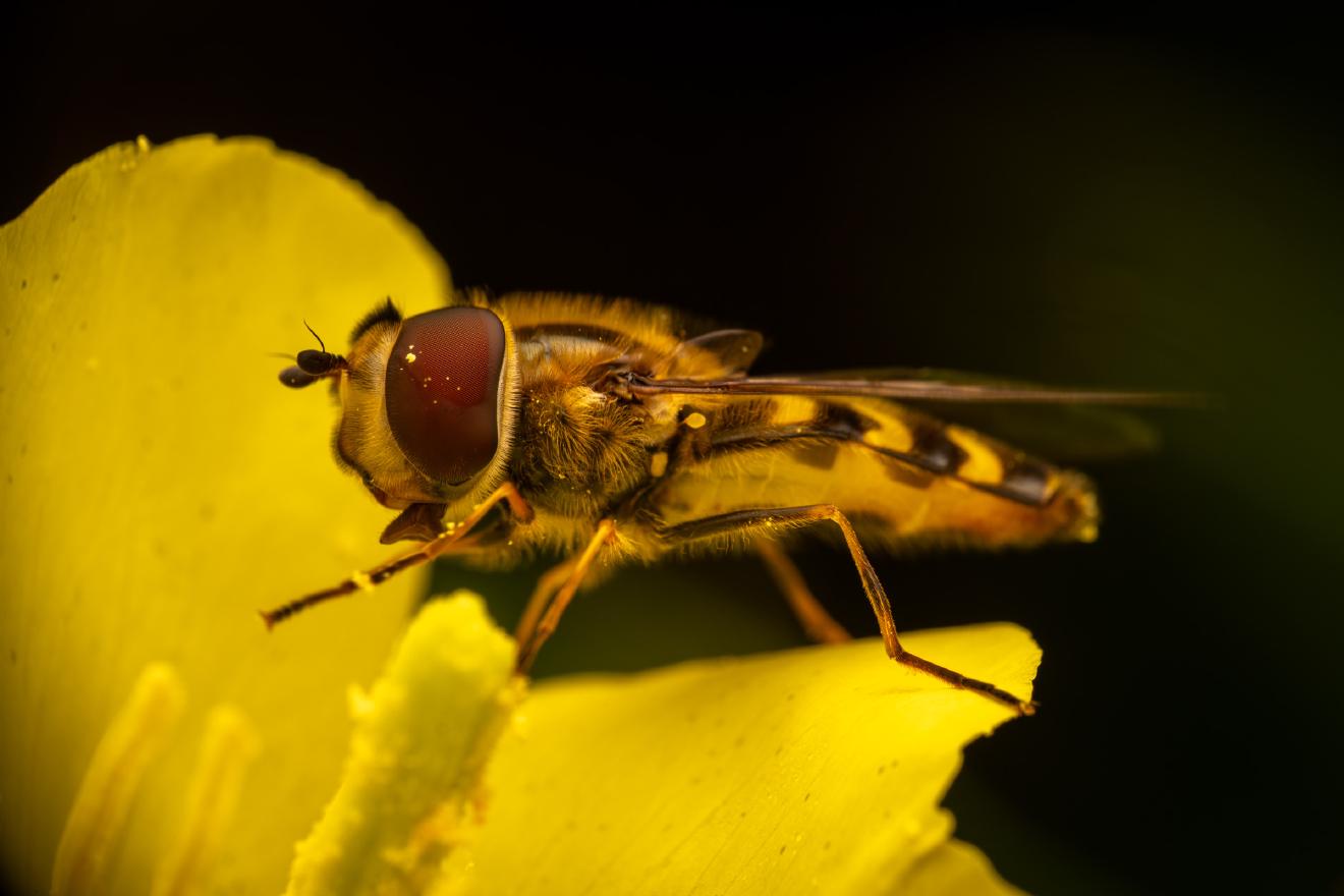 Frühe Großstirnschwebfliege