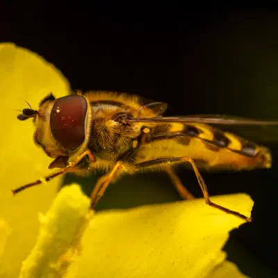 Scaeva selenitica