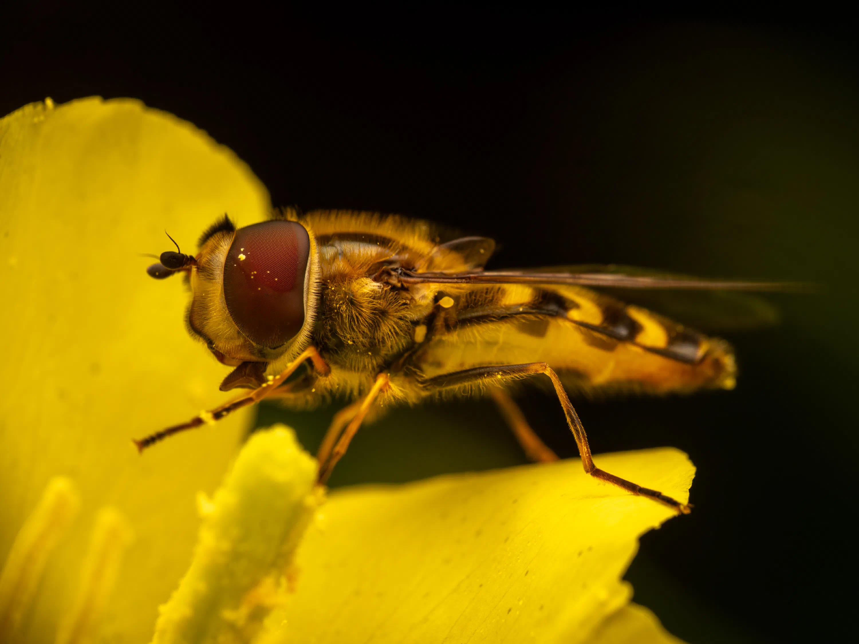 Scaeva selenitica
