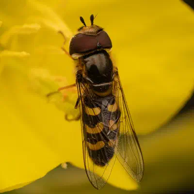 Scaeva selenitica