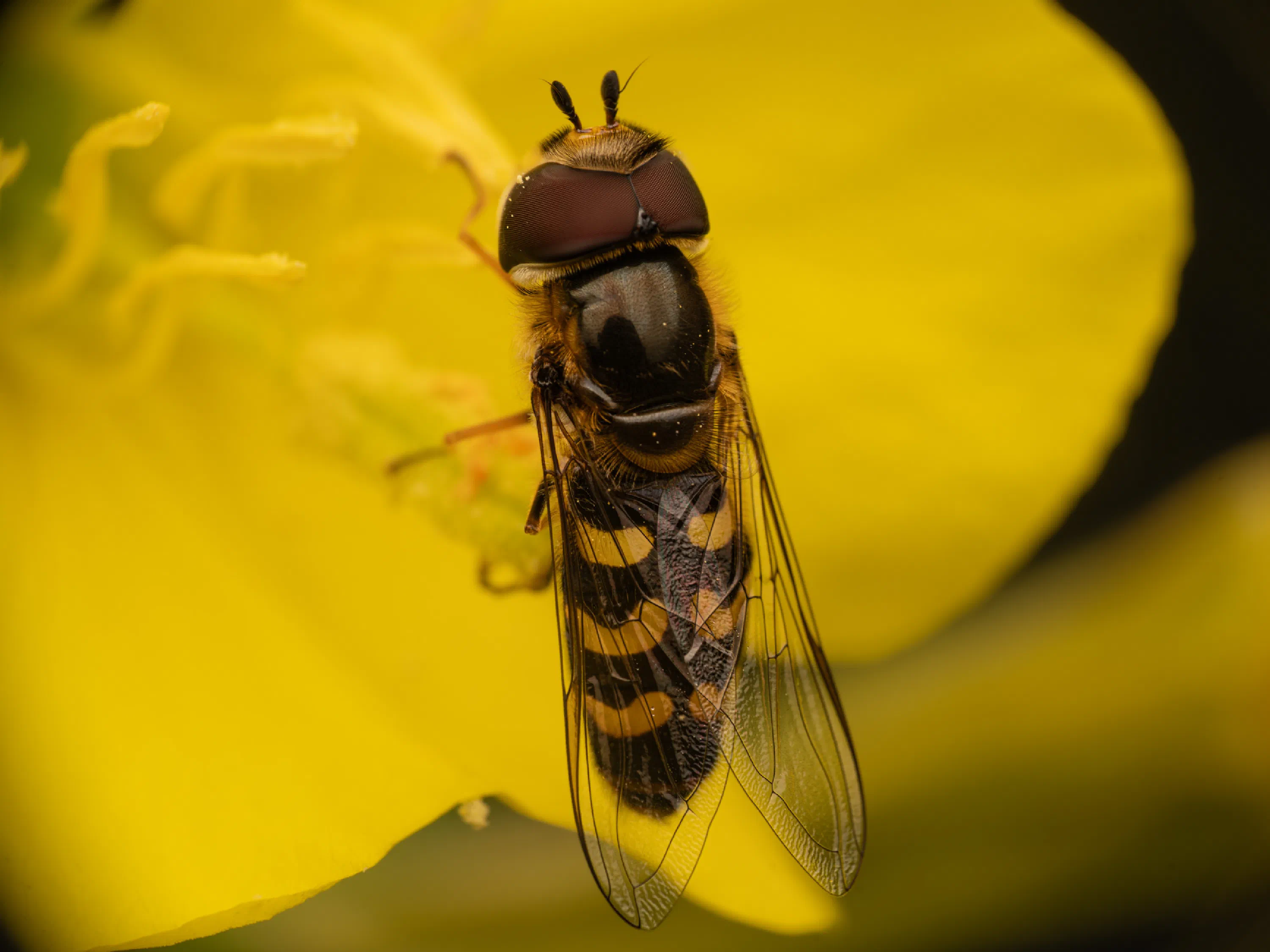 Scaeva selenitica