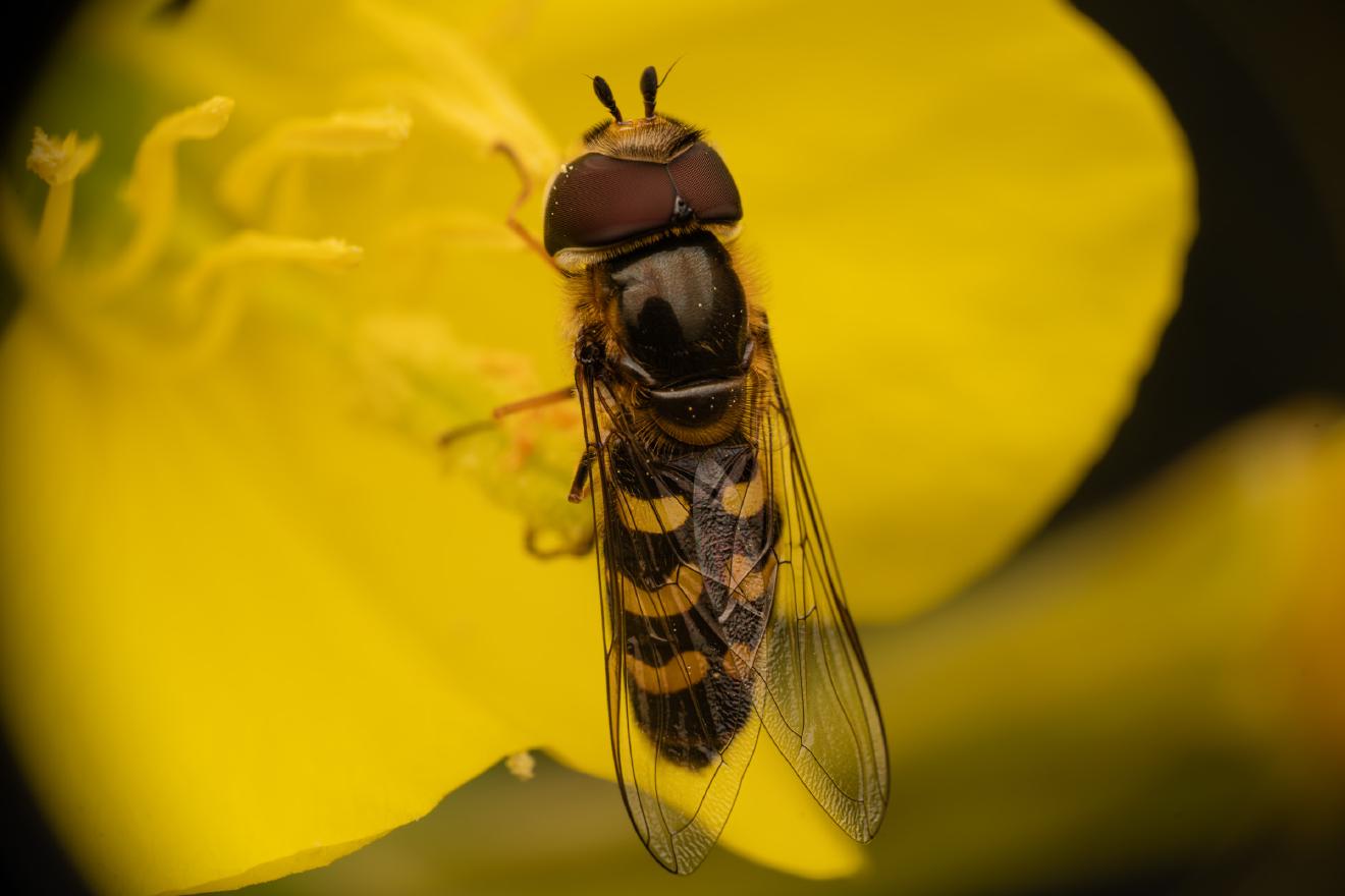 Frühe Großstirnschwebfliege
