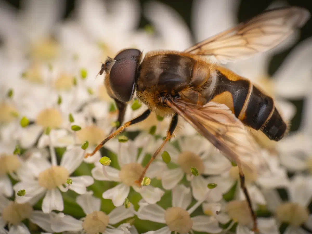 Éristale opiniâtre
