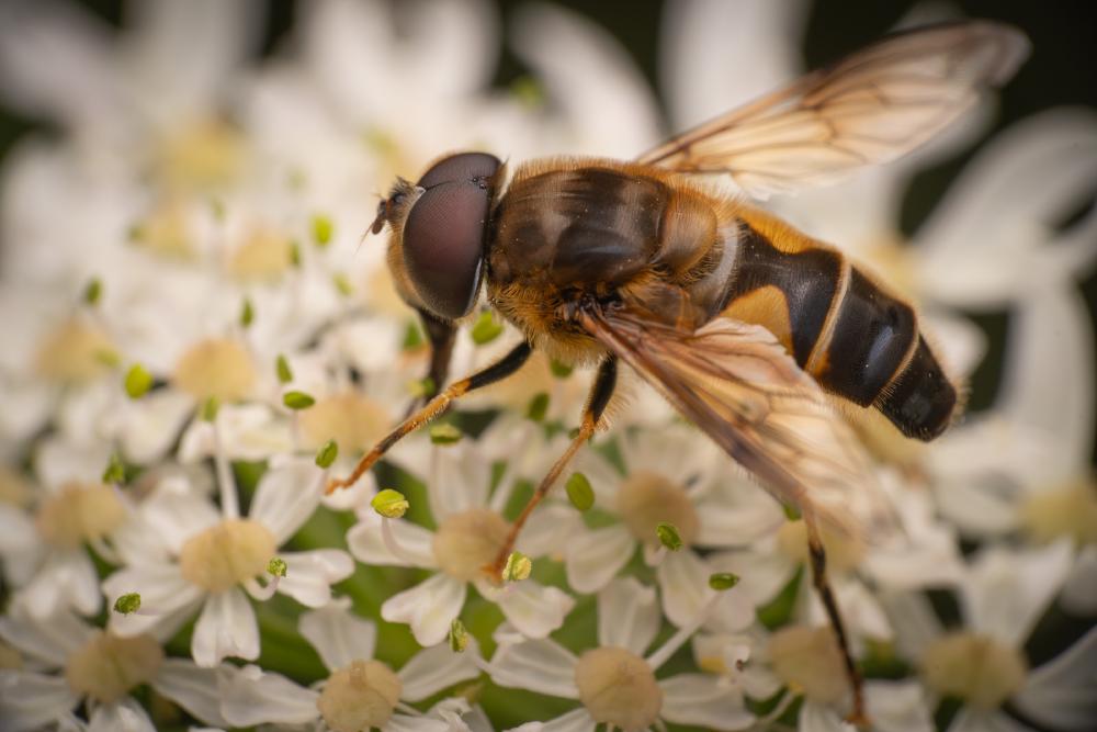 December 8, 2024 – Issue No. 478
– Issue No. 478: “Tapered Drone Fly“ Tapered Drone Fly