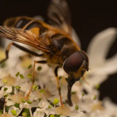 Gemeine Keilfleckschwebfliege