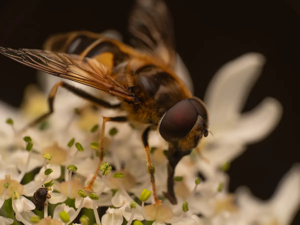 Éristale opiniâtre