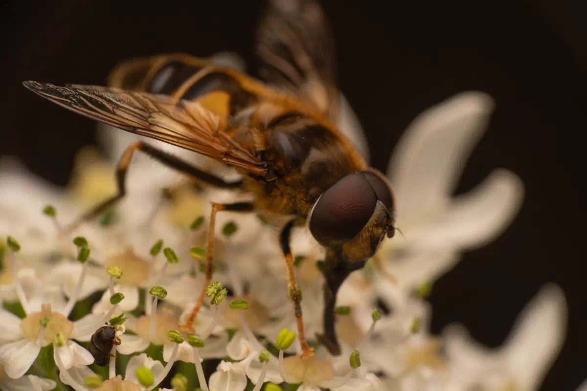 Eristalis pertinax