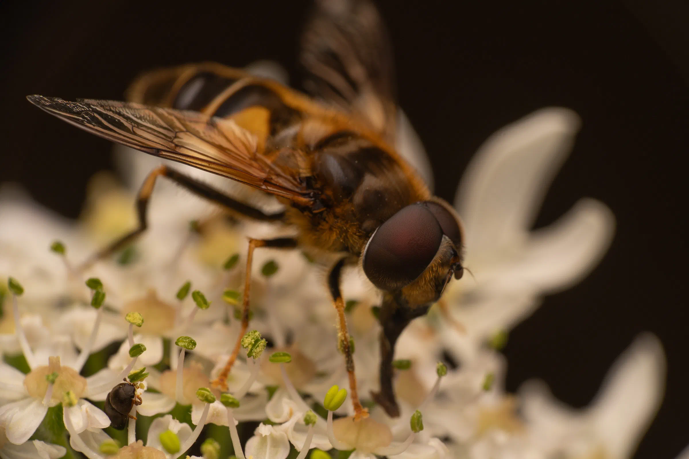 Gemeine Keilfleckschwebfliege