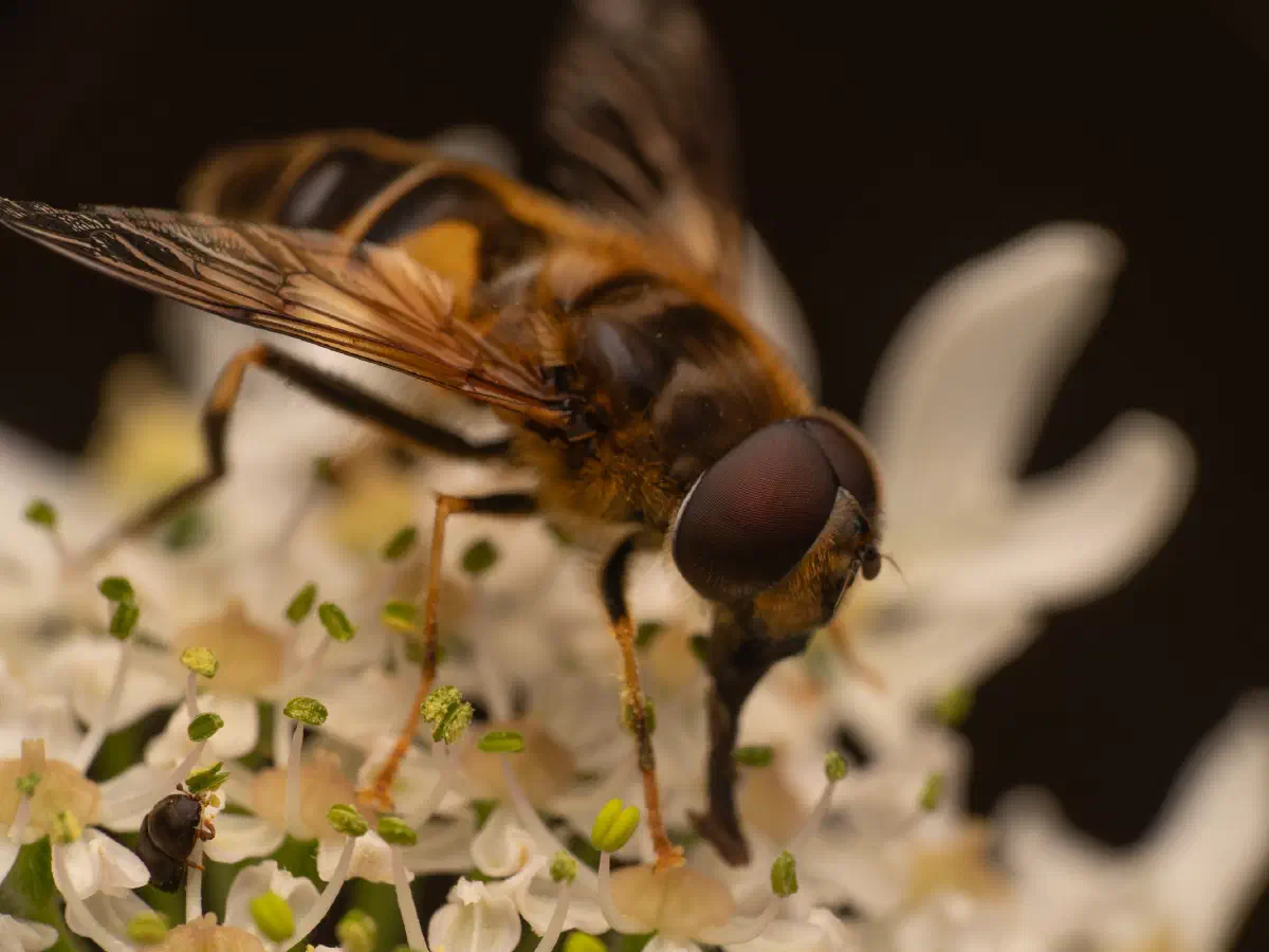 Éristale opiniâtre